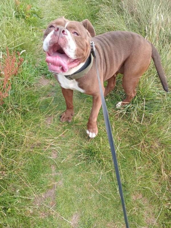 Old English bulldog