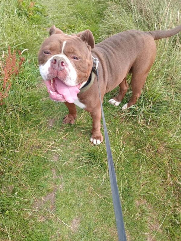 Old English bulldog - Image 2 of 3