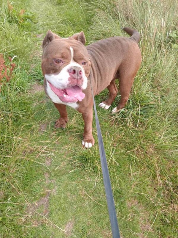 Old English bulldog - Image 3 of 3