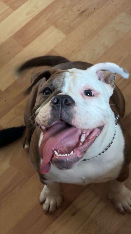 Old english bulldog