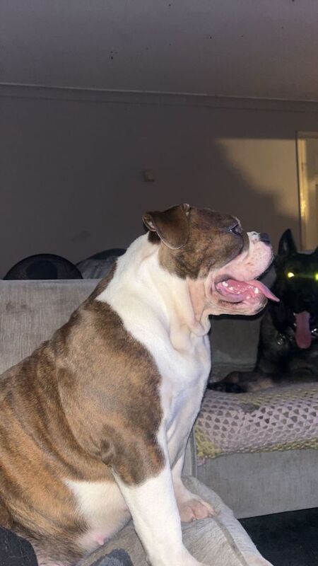 Old english bulldog - Image 2 of 3