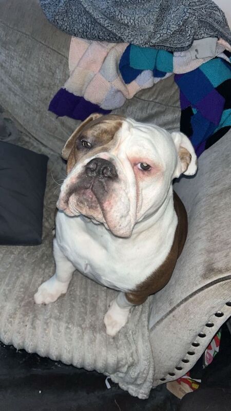 Old english bulldog - Image 3 of 3