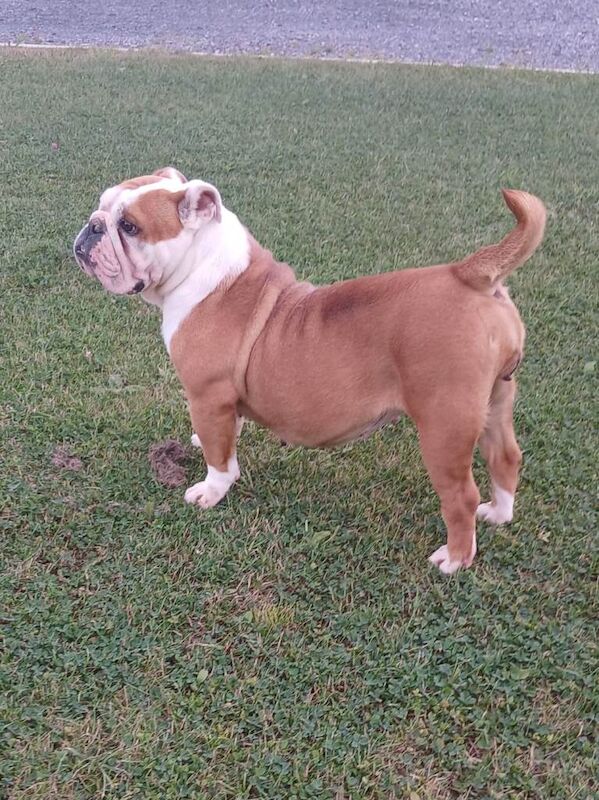 English Bulldog Puppies For Sale Under £1,000