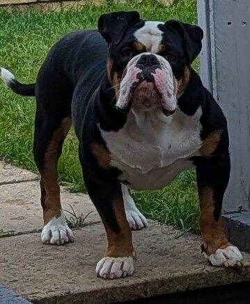 Kennel Club Registered English Bulldog Puppies For Sale