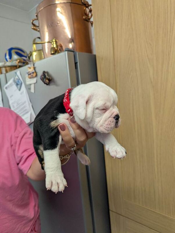 Old English bulldog - Image 2 of 6
