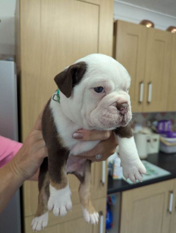 Old English bulldog - Image 3 of 6
