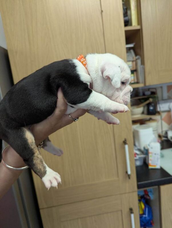 Old English bulldog - Image 4 of 6