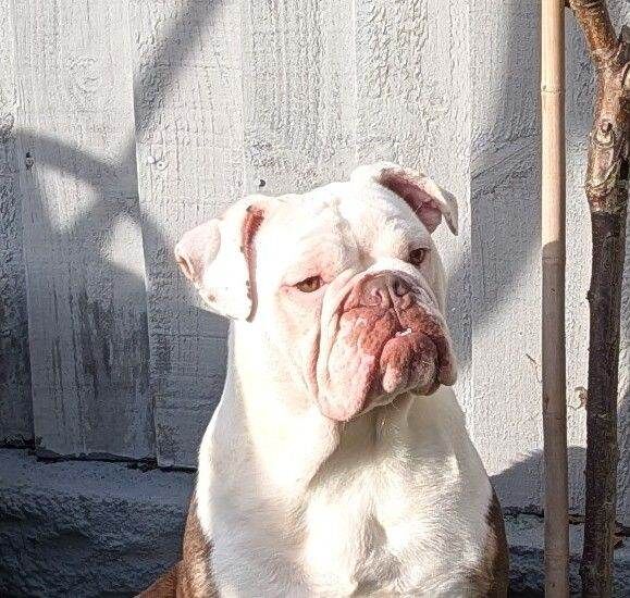 Old English bulldog - Image 5 of 6