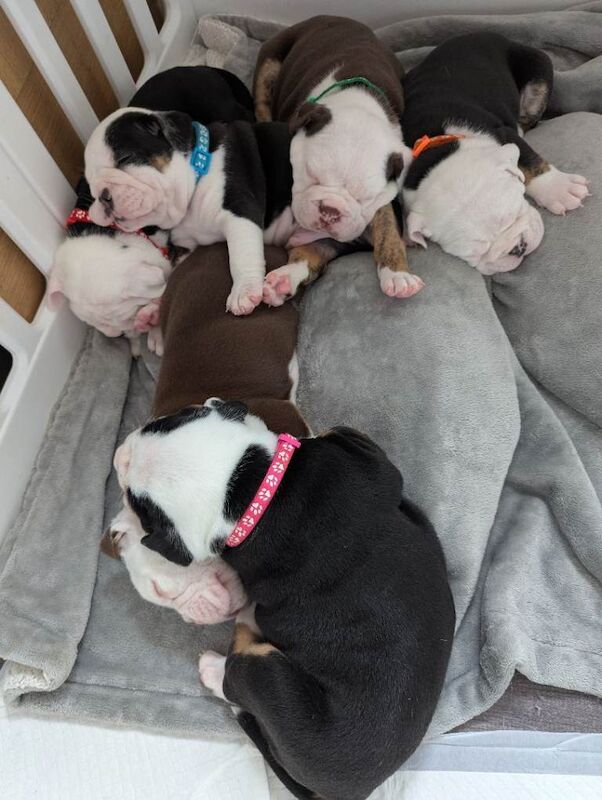 Old English bulldog - Image 6 of 6
