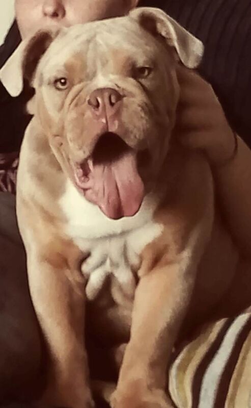 English Bulldog Puppies For Sale Under £1,000