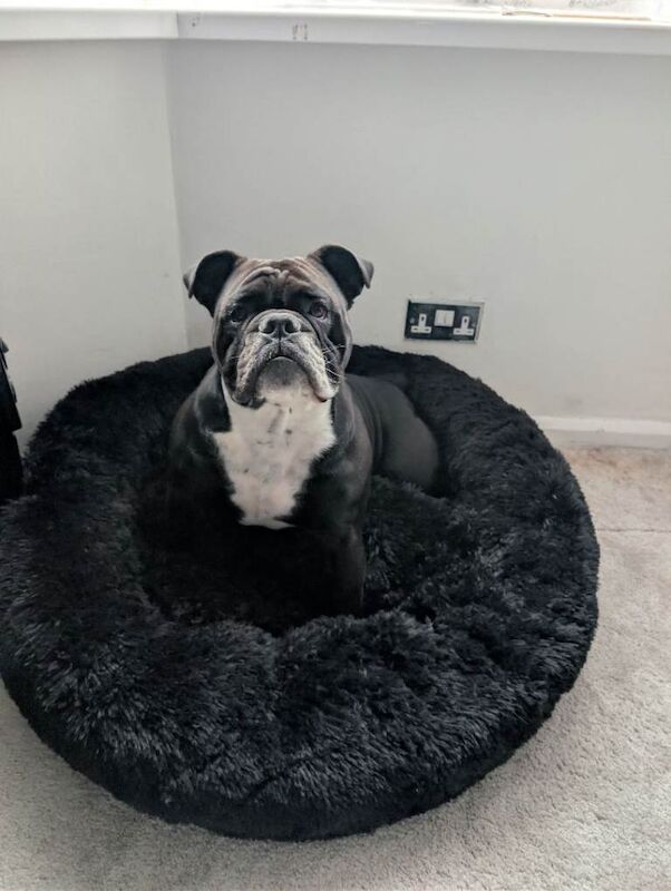 Bulldog Puppies For Sale