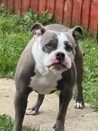 Old English Bulldog. Bitch. 14 month old. for sale in Doncaster, South Yorkshire