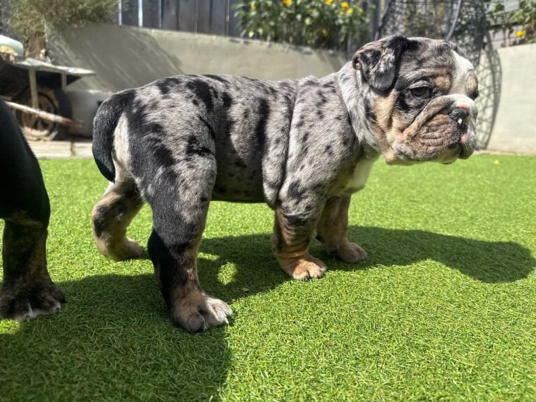 Old english bulldog black and tan merle male left stunning pup