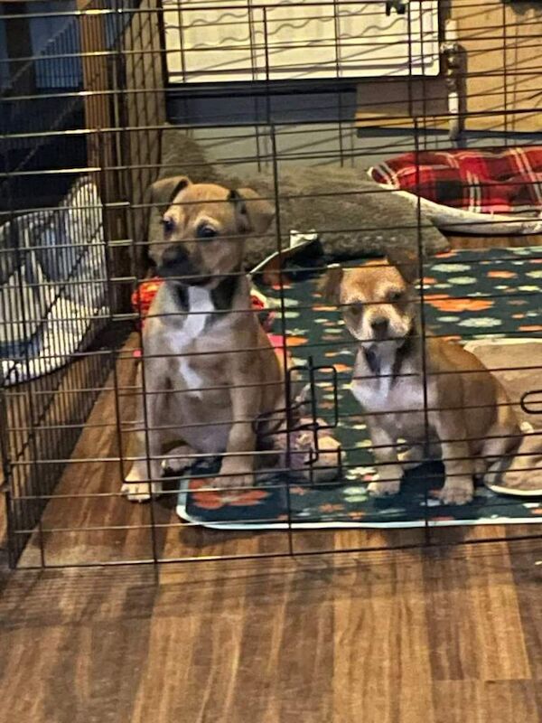 English Bulldog puppies for sale in Newcastle upon Tyne, Tyne and Wear – 3 months old