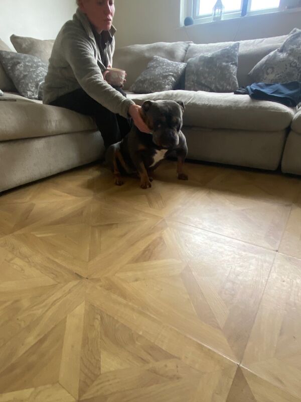 Old English bulldog four years old for sale in Greater Manchester - Image 3