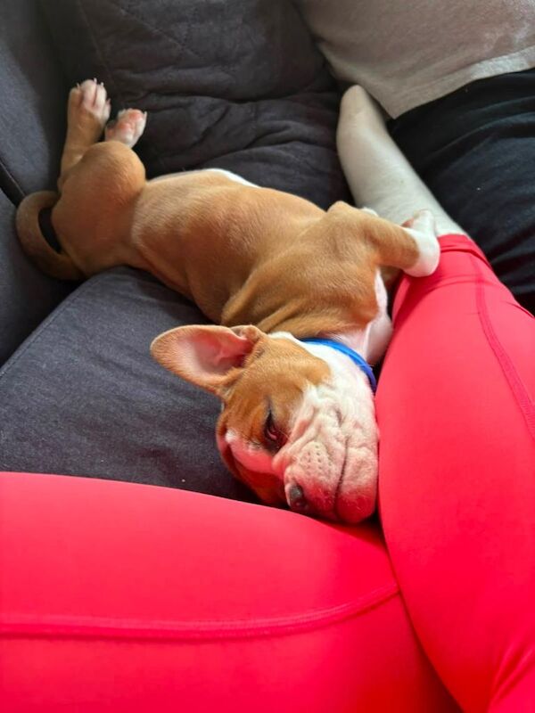 Kennel Club Registered English Bulldog Puppies For Sale