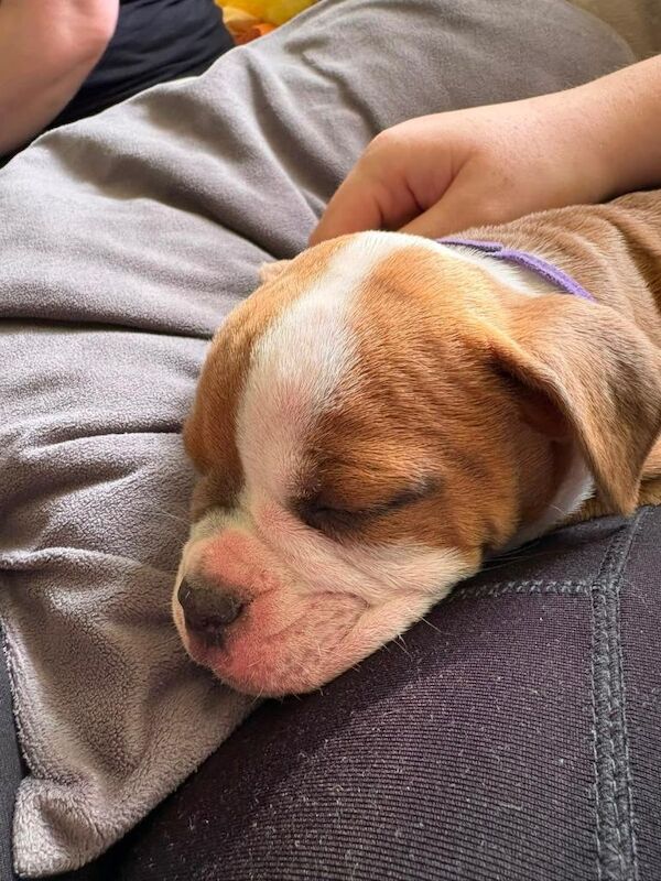 Old English bulldog nebbr registered - Image 2 of 4