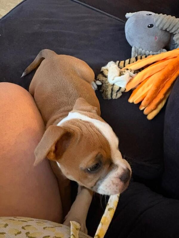 Old English bulldog nebbr registered - Image 3 of 4