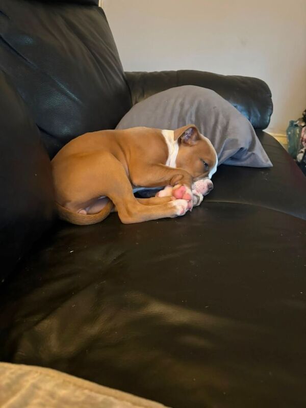 Old English bulldog nebbr registered - Image 4 of 4