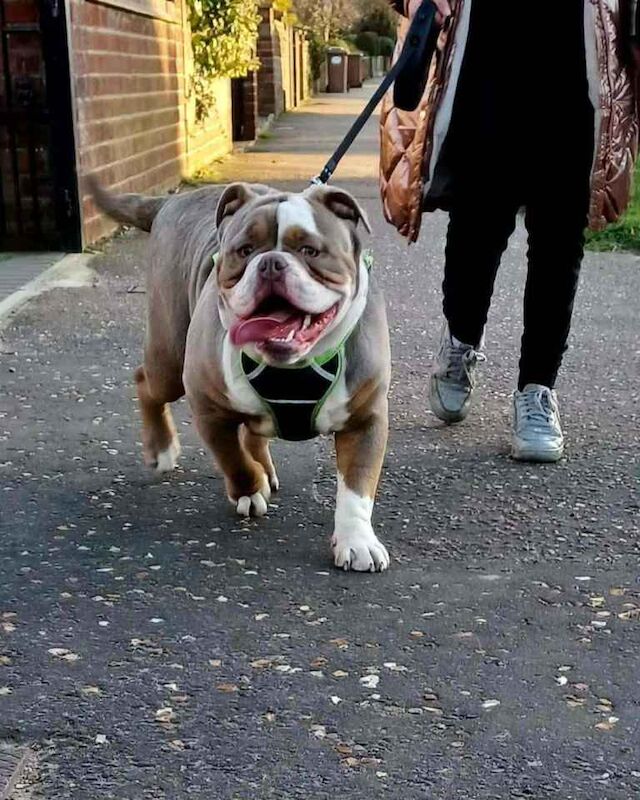 Bulldog Puppies For Sale