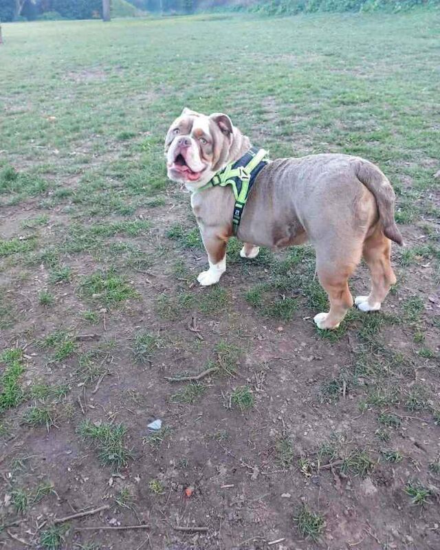 Old English Bulldog needing loving new home. - Image 2 of 2