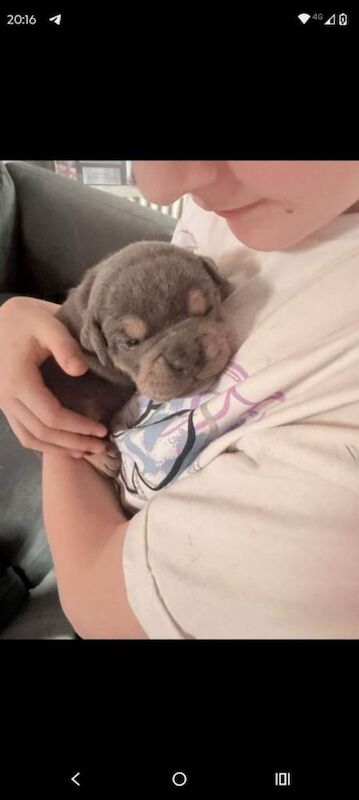 English Bulldog puppies for sale in Toxteth, Merseyside – 3 weeks old