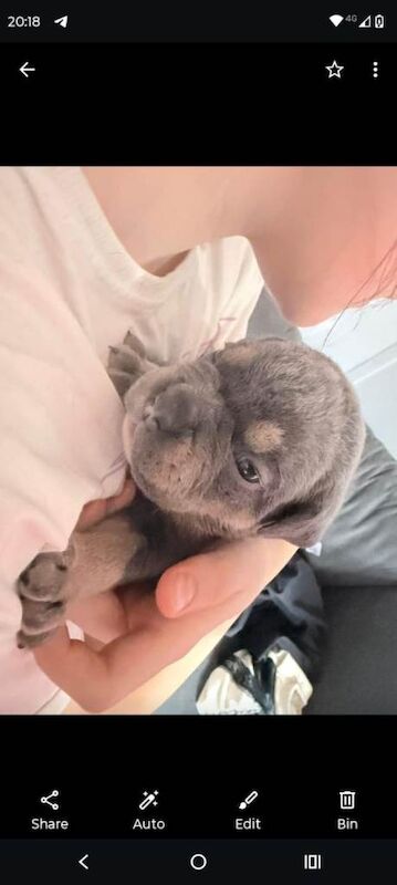 Old English bulldog puppies - Image 2 of 3