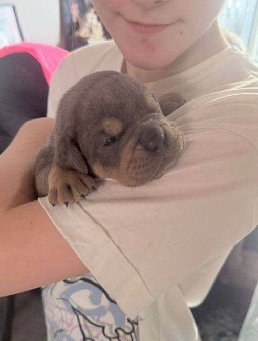 Old English bulldog puppies - Image 3 of 3