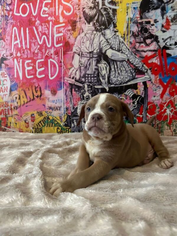 English Bulldog puppies for sale in Mansfield, Nottinghamshire – 3 months old