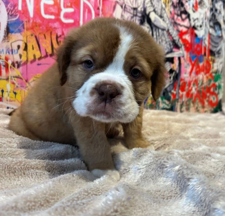 English Bulldog puppies for sale in Mansfield, Nottinghamshire – 11 weeks old - Image 2 of 5