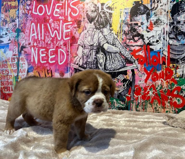 English Bulldog puppies for sale in Mansfield, Nottinghamshire – 11 weeks old - Image 3 of 5