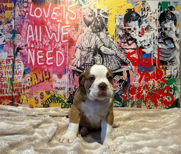 English Bulldog puppies for sale in Mansfield, Nottinghamshire – 11 weeks old - Image 4 of 5