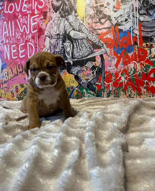 English Bulldog puppies for sale in Mansfield, Nottinghamshire – 11 weeks old - Image 5 of 5