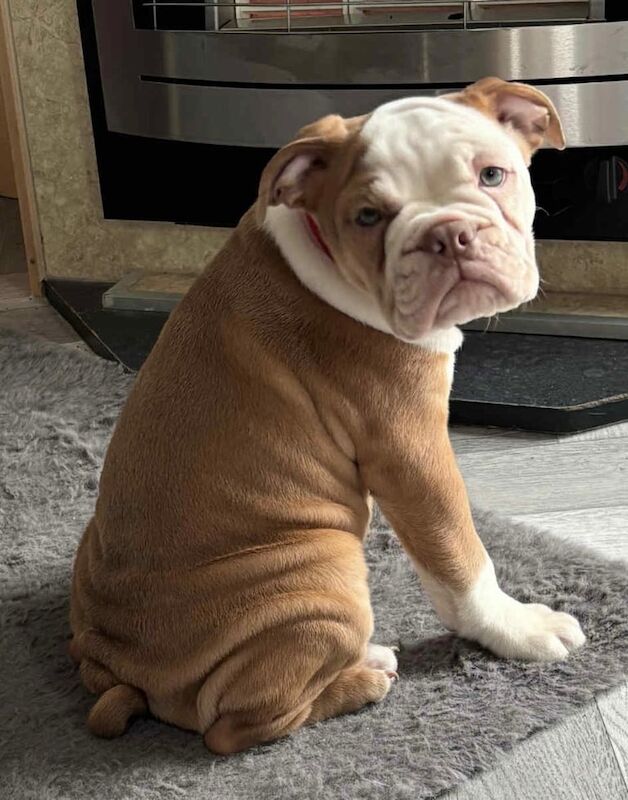 English Bulldog puppies for sale in Dukinfield, Greater Manchester – 3 months old