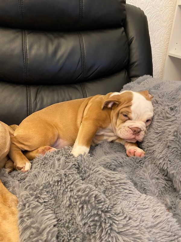 English Bulldog puppies for sale in Dukinfield, Greater Manchester – 3 months old - Image 2 of 4