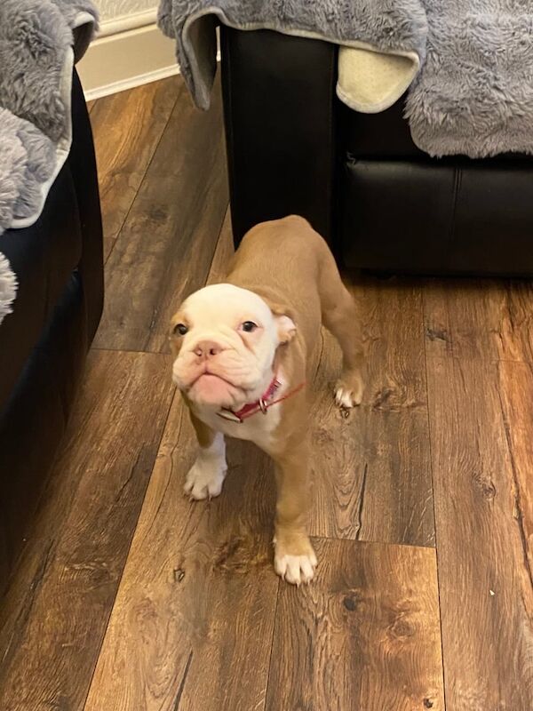 English Bulldog puppies for sale in Dukinfield, Greater Manchester – 3 months old - Image 3 of 4