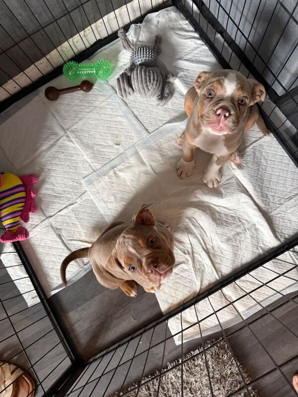 Old English bulldog puppy’s