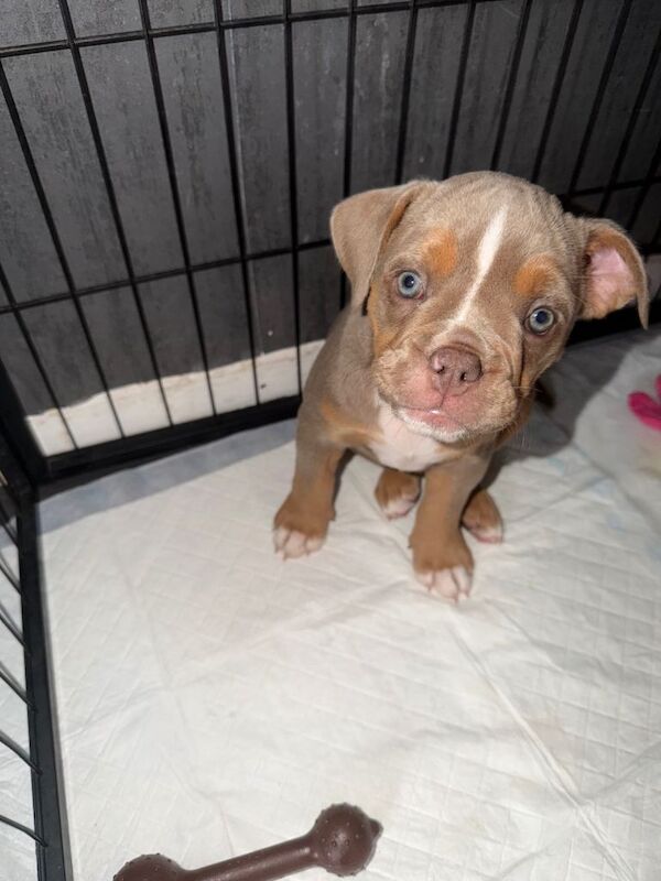 Old English bulldog puppy’s - Image 2 of 4