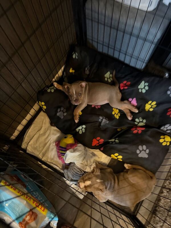 Old English bulldog puppy’s - Image 3 of 4