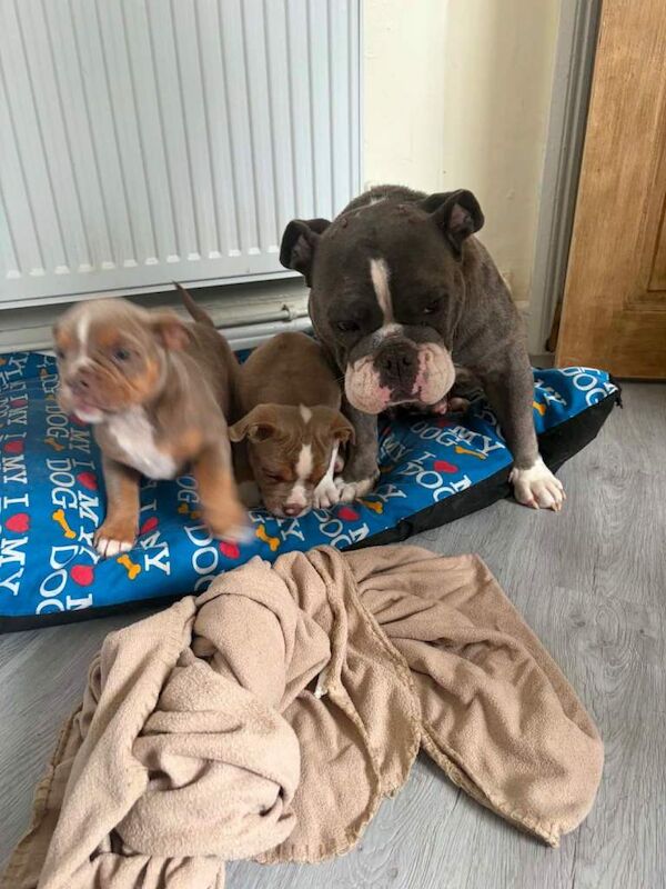 Old English bulldog puppy’s - Image 4 of 4