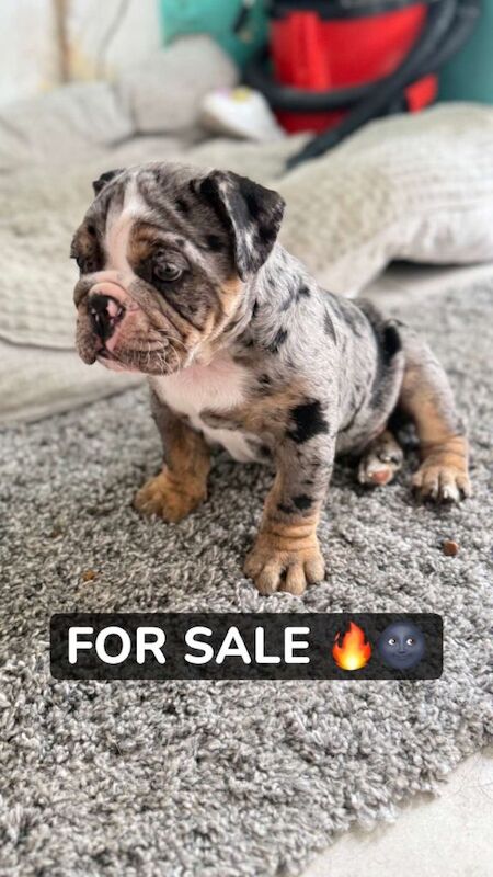 Old english bulldog pups ready this weekend