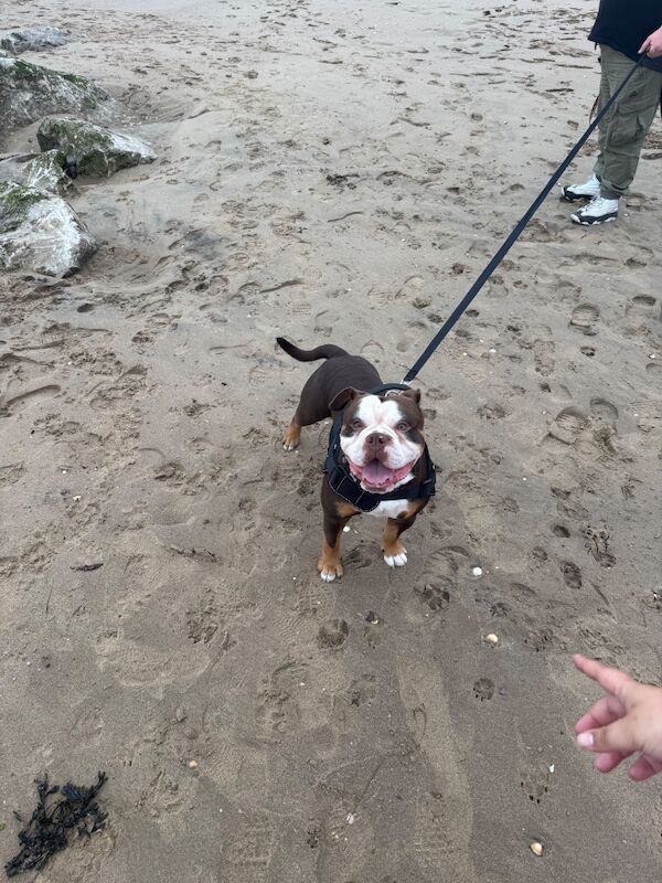 English Bulldog puppies for sale in Rhyl, Clwyd – 2 years old - Image 2 of 3