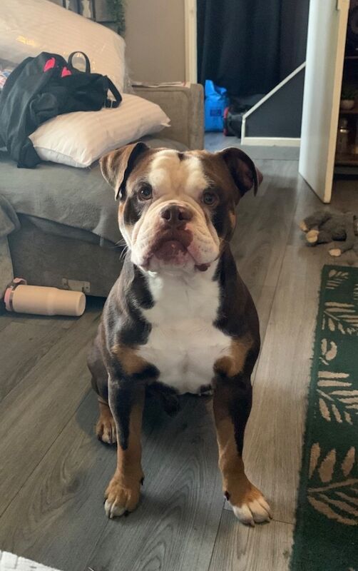 English Bulldog puppies for sale in Rhyl, Clwyd – 2 years old - Image 3 of 3