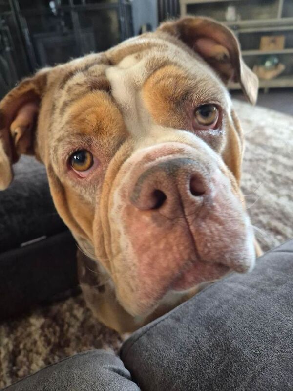 Old English Bulldogge