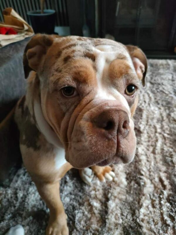 Old English Bulldogge - Image 2 of 3