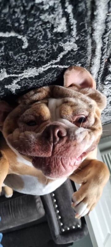 Old English Bulldogge - Image 3 of 3