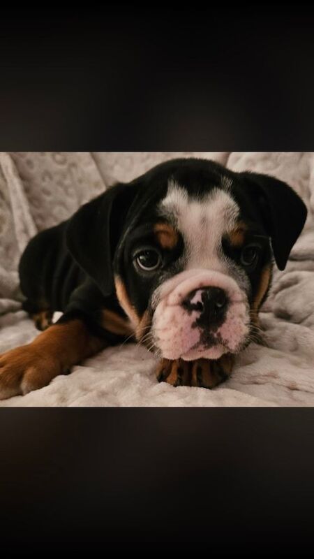 English Bulldog puppies for sale in Stafford, Staffordshire – 3 months old - Image 2 of 4