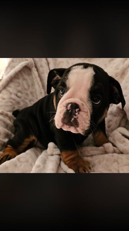 English Bulldog puppies for sale in Stafford, Staffordshire – 3 months old - Image 3 of 4