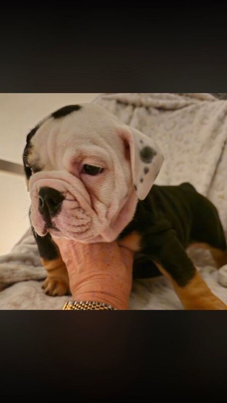 English Bulldog puppies for sale in Stafford, Staffordshire – 3 months old - Image 4 of 4