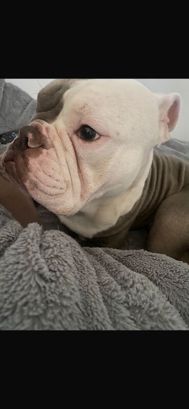 English Bulldog puppies for sale in Bourne, Lincolnshire – 1 year old